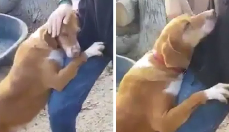 El perro se encariñó de inmediato al comunicador y ahora viven juntos. (Captura Video)