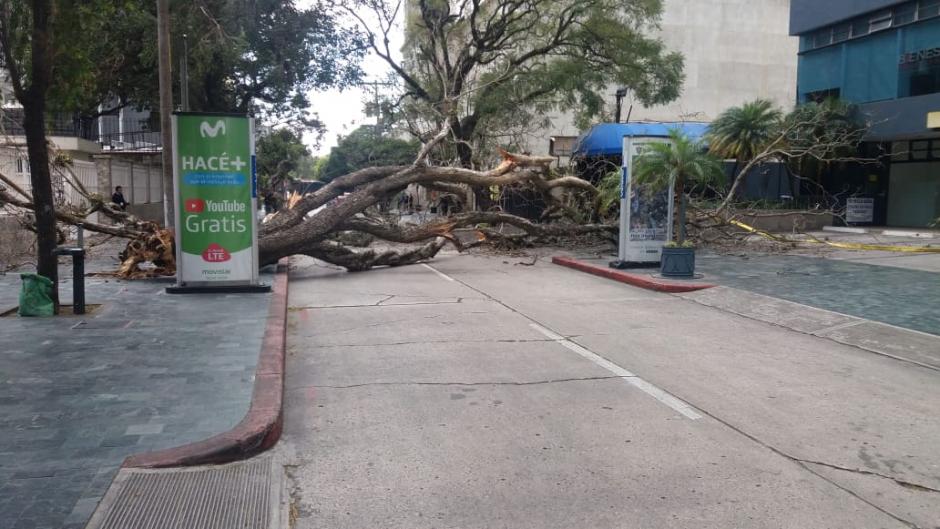 Un video muestra c&oacute;mo un carro estuvo a punto de ser v&iacute;ctima del &aacute;rbol. (Foto: Amilcar Montejo/PMT)&nbsp;