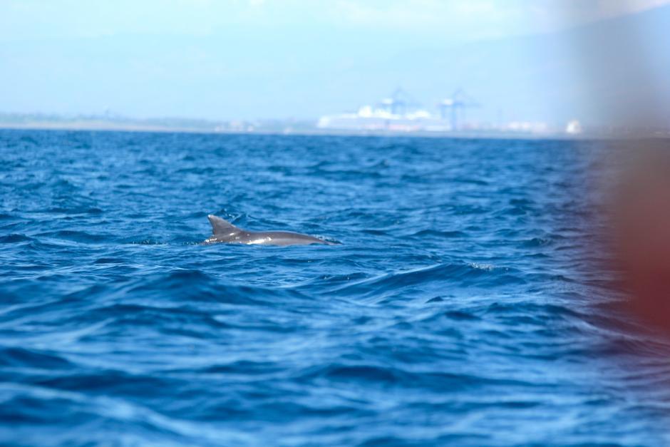 Los delfines pueden apreciarse en estas fechas en las aguas del Pac&iacute;fico. (Foto: Fredy Hern&aacute;ndez/Soy502)