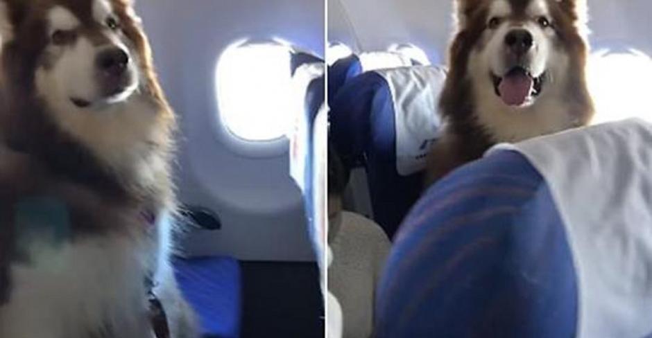 Ocurrió en una aerolínea China. (Foto:Video)