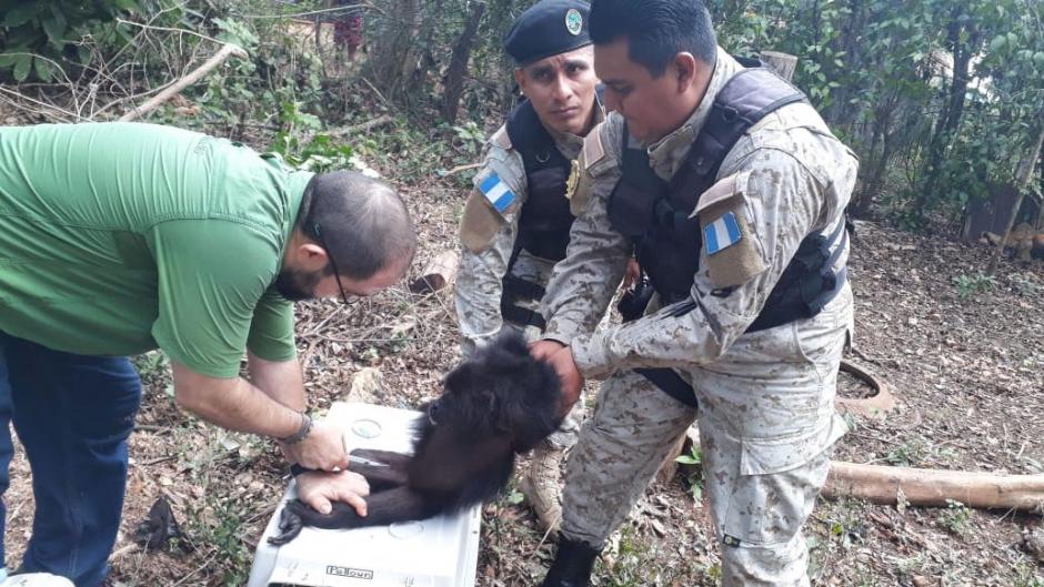 Los tres monos fueron llevados a una zona segura para que puedan reintegrarse a su h&aacute;bitat natural. (Foto: Conap)