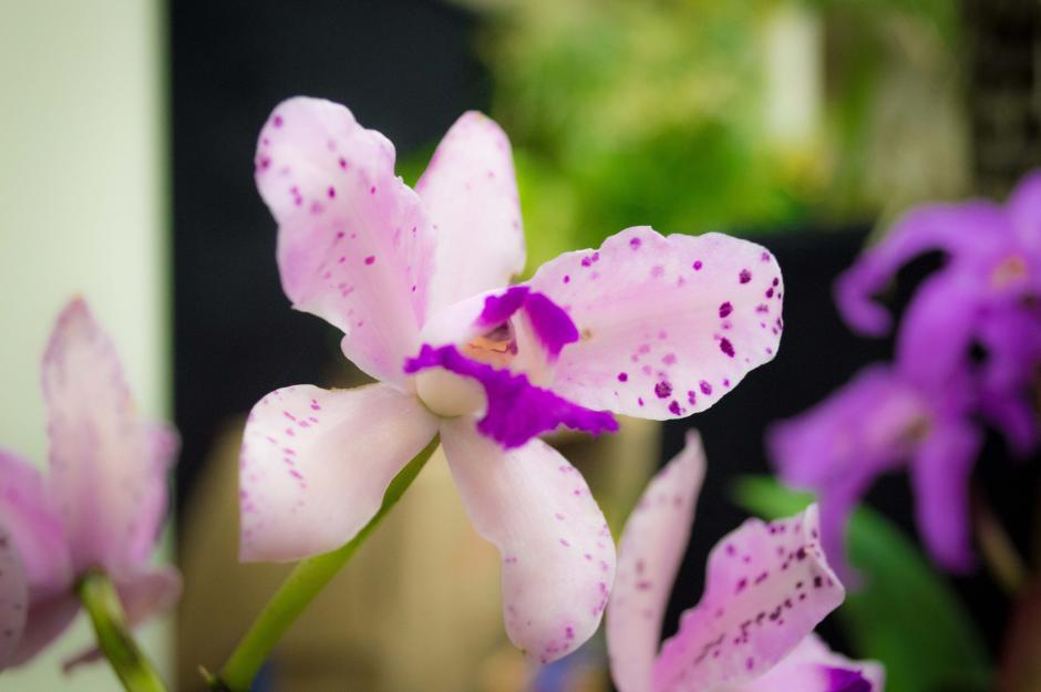 Las orquídeas pertenecen a la familia más grande de plantas. (Foto: Melissa Menéndez/ Soy502)