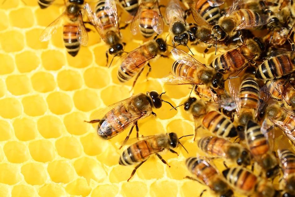 Las abejas no tardaron mucho en aprender estas operaciones matem&aacute;ticas. Foto: Pixabay