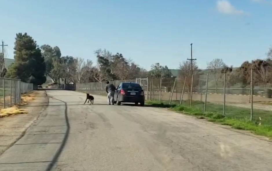 El perro piensa que su due&ntilde;o est&aacute; jugando, pero la situaci&oacute;n se torna cruel e indignante. (Captura Video)