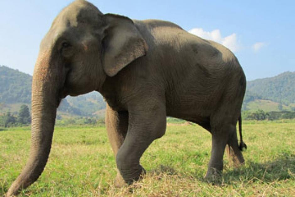 Un hombre decidi&oacute; abrazar a un elefante y el animal reaccion&oacute; de manera impresionate. (Foto: Nueva Mujer)&nbsp;