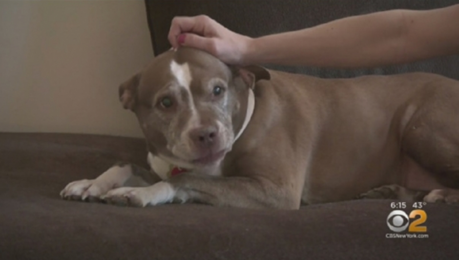 Perrita her&oacute;ica alert&oacute; a la polic&iacute;a acerca de una fuga de gas que ocurr&iacute;a en la casa de su due&ntilde;a. (Foto: captura de pantalla)&nbsp;