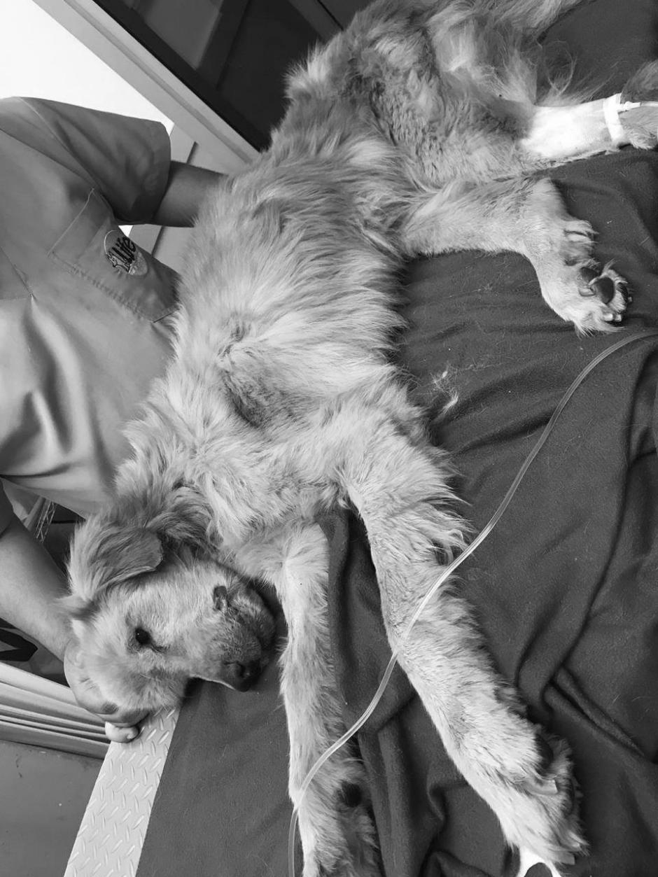 Avicci luch&oacute; por sobrevivir, pero no gan&oacute; la batalla. (Foto: Guate Unida por los Animales)