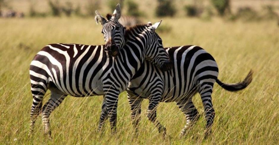 Esta ilusi&oacute;n &oacute;ptica sorprendi&oacute; a los internautas. (Foto: Animales)&nbsp;