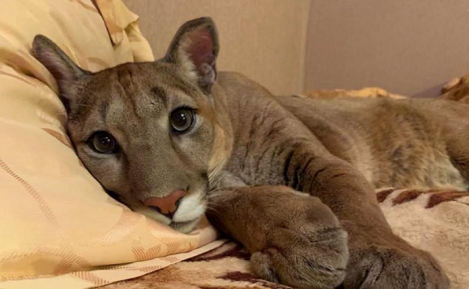 Puma vive como gato mimado al no poder volver a su hábitat ...