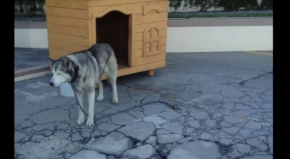 En redes sociales se han denunciado el supuesto maltrato contra los perros. (Foto: captura pantalla)&nbsp;