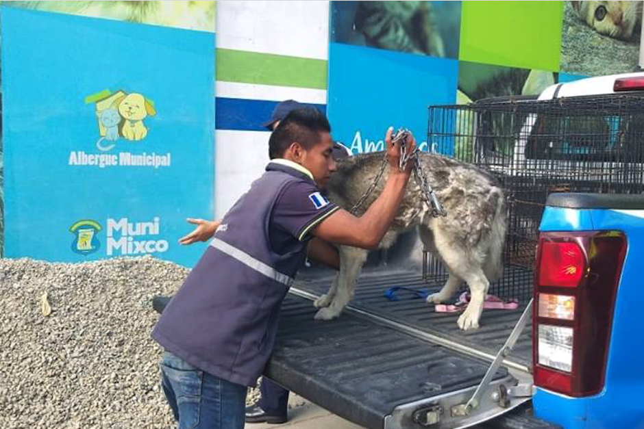 Dos perros fueron rescatados este martes por el albergue municipal de Mixco. (Foto: archivo/Soy502)