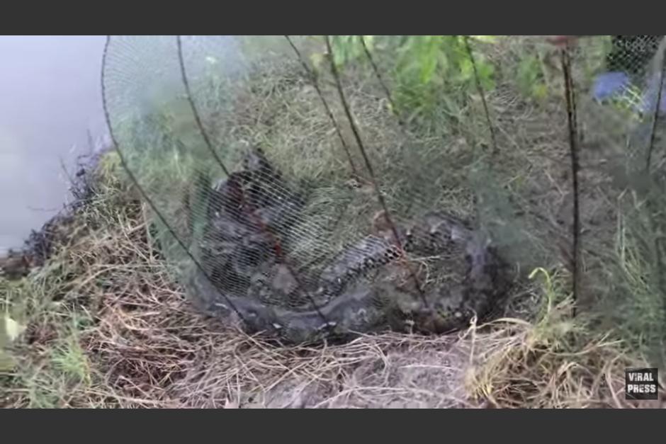 La pit&oacute;n se introdujo en la trampa que utiliza en pescador. (Captura video)