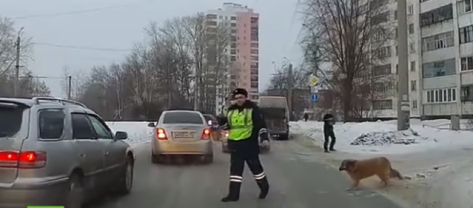 Polic&iacute;a detiene el tr&aacute;fico para que un perro cruce la calle en Cheli&aacute;binsky. (Foto: Video)