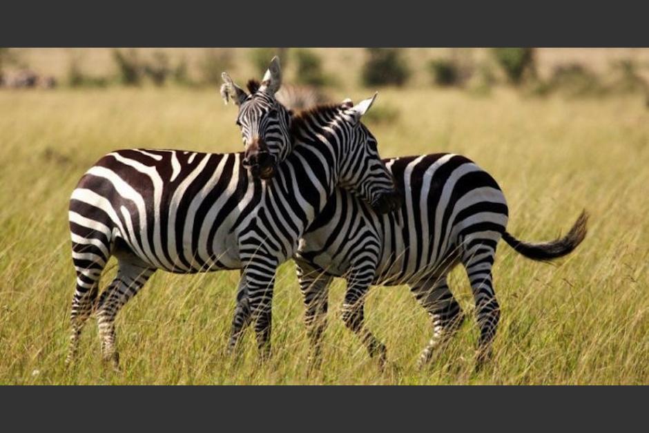 Por mucho tiempo no se supo para qu&eacute; serv&iacute;a el dise&ntilde;o de su piel, ahora hay respuestas. Foto: Archivo Soy502