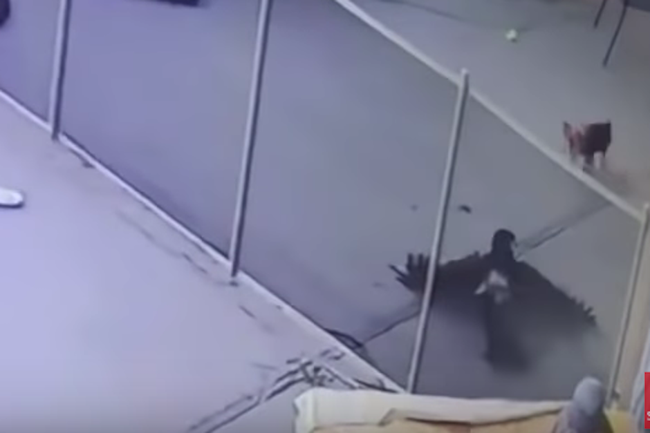Las im&aacute;genes se compartieron en YouTube y ahora el video se ha vuelto viral por el impactante final (Foto: captura de pantalla)