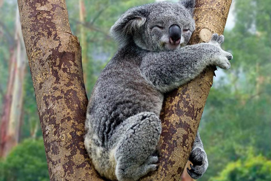 Las personas suben divertidos videos de su intento por lograrlo (Foto: Australian Koala Foundation)
