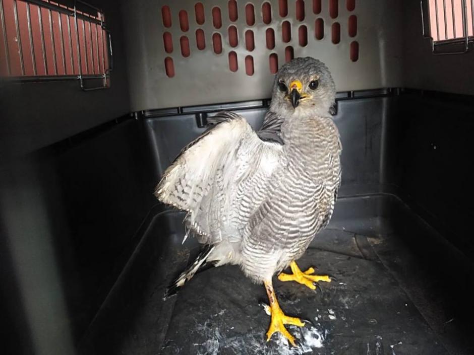 Un gavil&aacute;n fue rescatado luego de recibir la denuncia de su tenencia ilegal. (Foto: Conap)