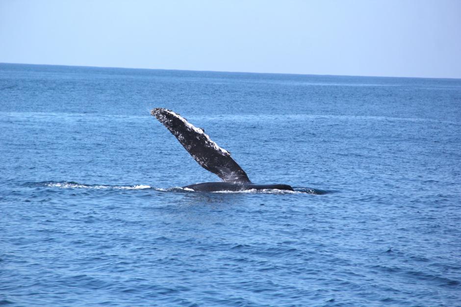 Una de las ballenas juega frente a los turistas en aguas del Pac&iacute;fico. (Foto: Fredy Hern&aacute;ndez/Soy502)