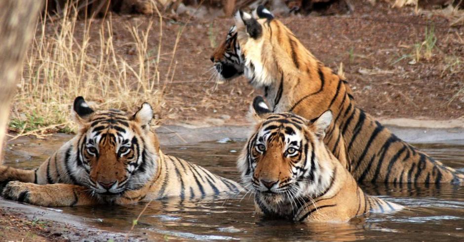 La reserva recibi&oacute; una cr&iacute;tica por la manera en la que se ha manejado el lugar y tras el incidente con los motociclistas. (Foto: Reserva de Tigres&nbsp;Kanha)