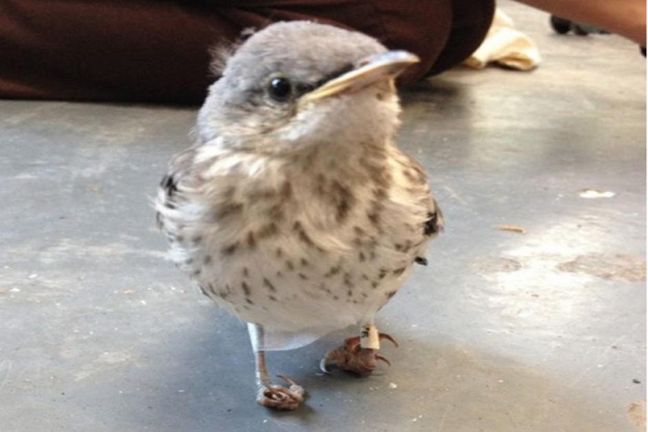 El peque&ntilde;o p&aacute;jaro naci&oacute; con patas deformes y no pod&iacute;a caminar o sostener objetos (Foto: telediario.mx)