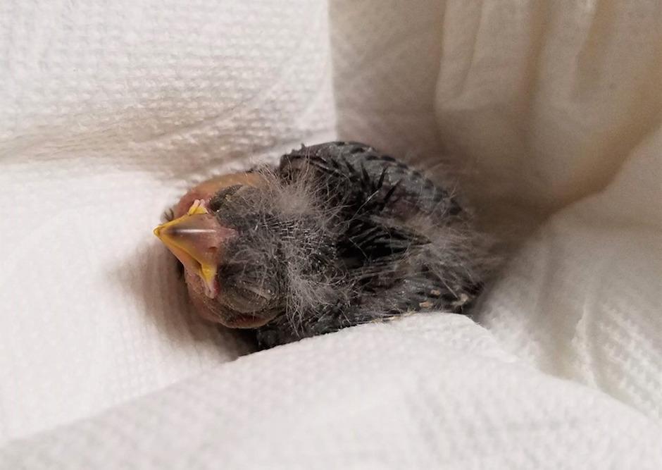 La cr&iacute;a de p&aacute;jaro jilguero rescatada por un hombre en estado de ebriedad. (Foto: Facebook)