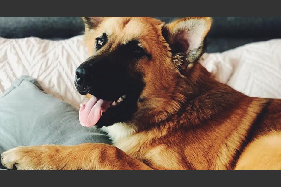 El perro desapareció de un sector de la zona 11 capitalina. (Foto: Instagram/pinchuchito)