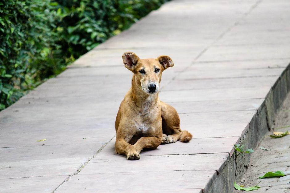 C&aacute;maras de vigilancia captaron el momento en que perros callejeros encontraron a beb&eacute; reci&eacute;n nacida. (Foto: Pixabay)&nbsp;
