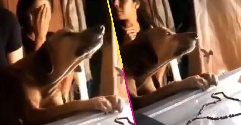 En el video se ve al can poniendo sus patitas en el ata&uacute;d de su amo (Foto: captura de pantalla)