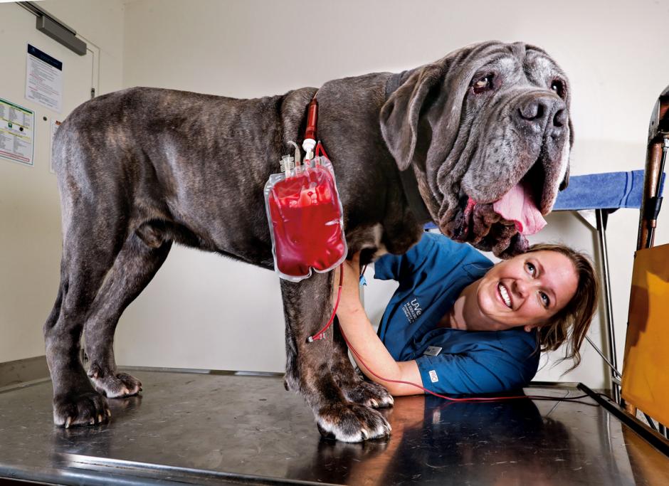Los perros tambi&eacute;n pueden donar sangre. (Foto: XL Semanal)