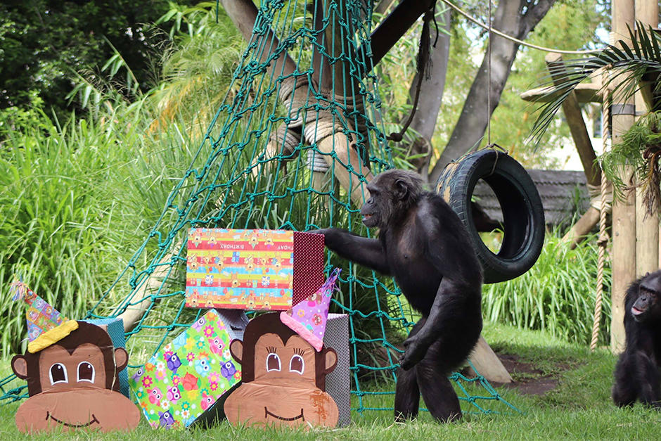 Es el tercer aniversario de los chimpancés (Foto: Zoológico La Aurora)