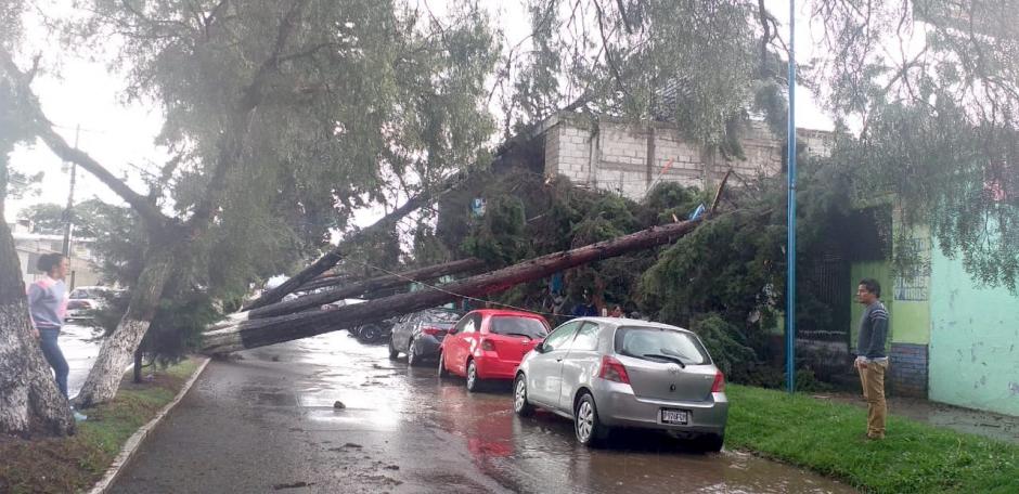 Unos veh&iacute;culos casi fueron aplastados por tres &aacute;rboles que cayeron en Quetzaltenango. (Foto: Conred)