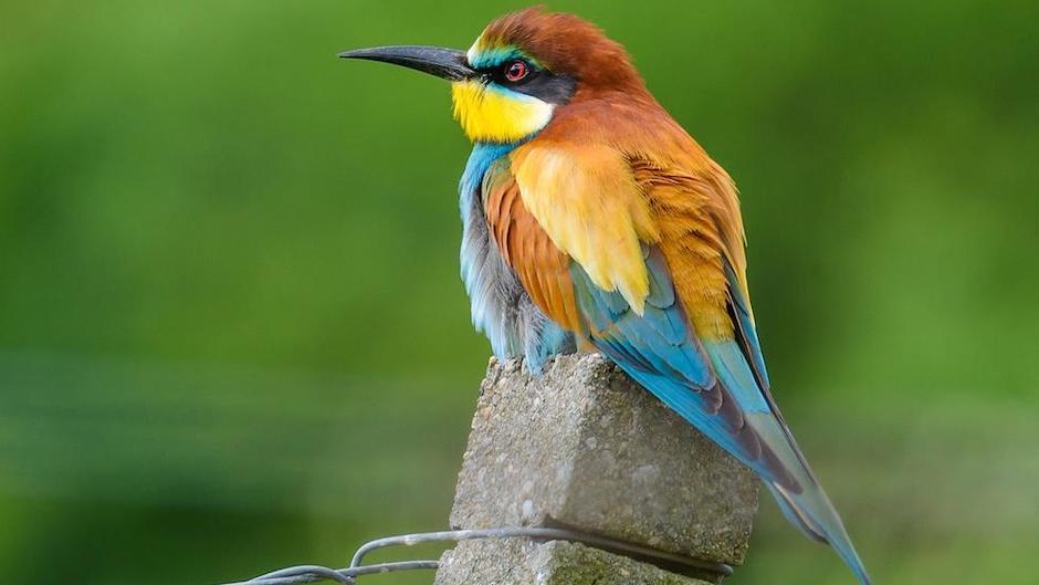 La inc&oacute;gnita sobre qu&eacute; vino primero parece estar resuelta. (Foto: My Mascotas)