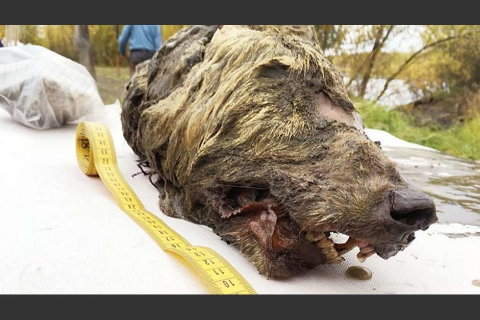 Los descubridores se sorprendieron al encontrar la cabeza del lobo que se preserv&oacute; bajo el hielo. (Foto:&nbsp;Albert Protopopov)