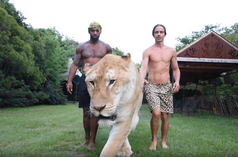 El ligre "Apollo" es uno de los 100 ejemplares que viven actualmente en el mundo. (Captura Video)