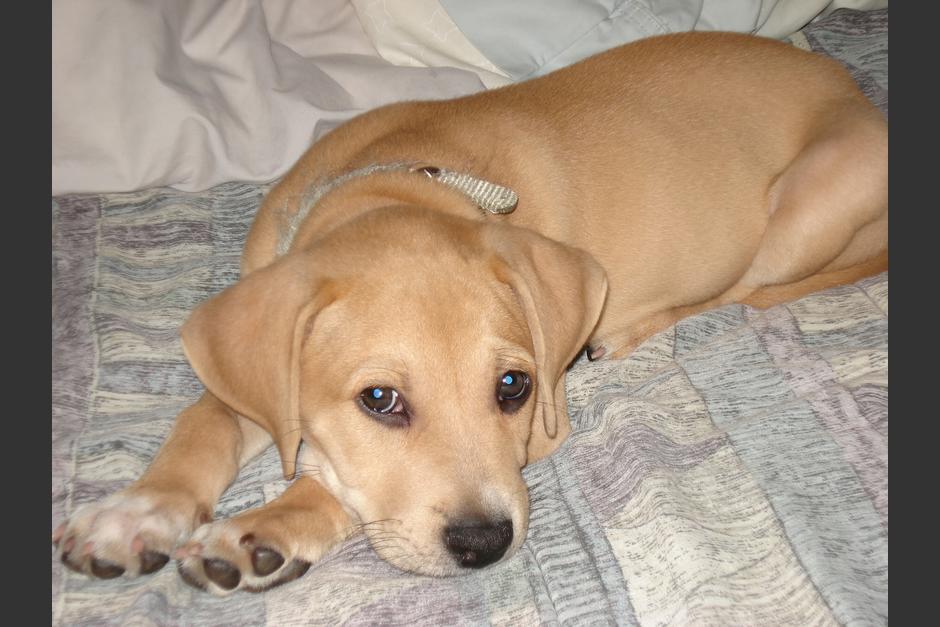 Seg&uacute;n los vecinos de la comunidad, consideran que los perros estuvieron atrapados al menos dos d&iacute;as en esa zona. (Foto: Freepik)