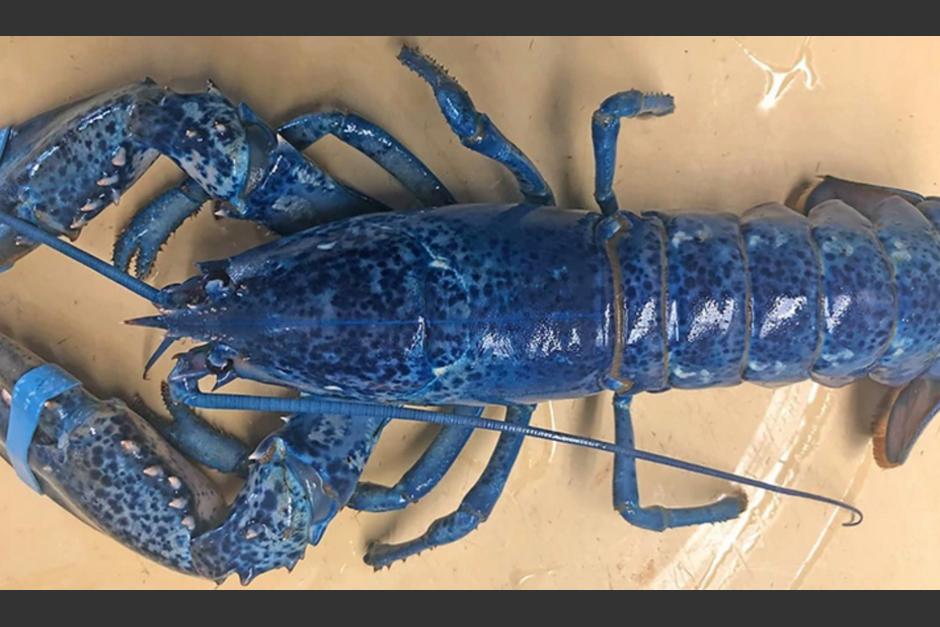 Una langosta azul extremadamente rara fue pescada y enviada a un restaurante. (Foto: Arnold's Lobster &amp; Clam Bar)&nbsp;