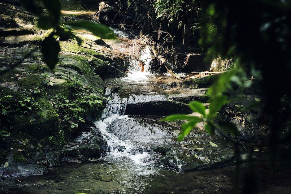 Una foto del quetzal hecha por una guatemalteca fue publicado en National Geographic. (Foto: Claudia Lira)&nbsp;