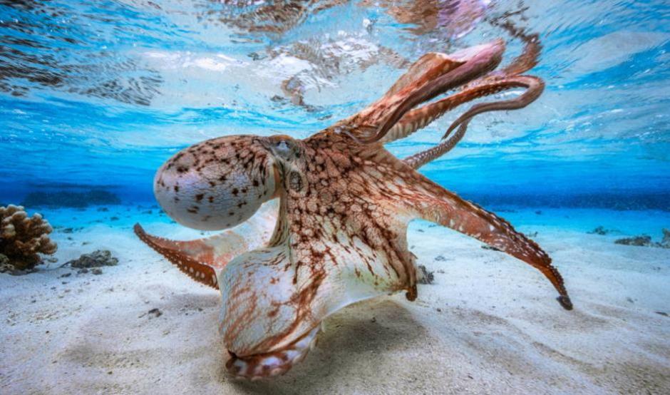 Mira el video y divi&eacute;rtete, adem&aacute;s no querr&aacute;s perderte las fotograf&iacute;as de los oc&eacute;anos y playas que comparte el internauta. (Foto: Instagram)