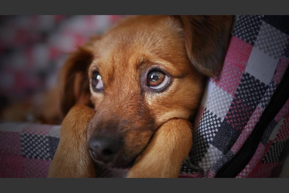 Hay alimentos de perro que podr&iacute;an crearle deficiencias cardiaca. (Foto: Pixabay/Con fines ilustrativos)