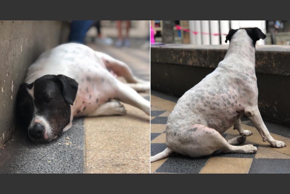Perro vaca, as&iacute; le llaman en Espa&ntilde;a, y lo acusan de estafador. (Foto: @manadigiur)
