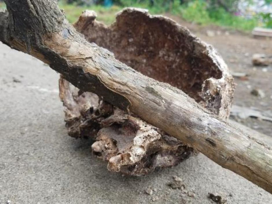 Autoridades identifican una red de tráfico de restos humanos en el Cementerio General. (Foto: Jessica Gramajo/Soy502)