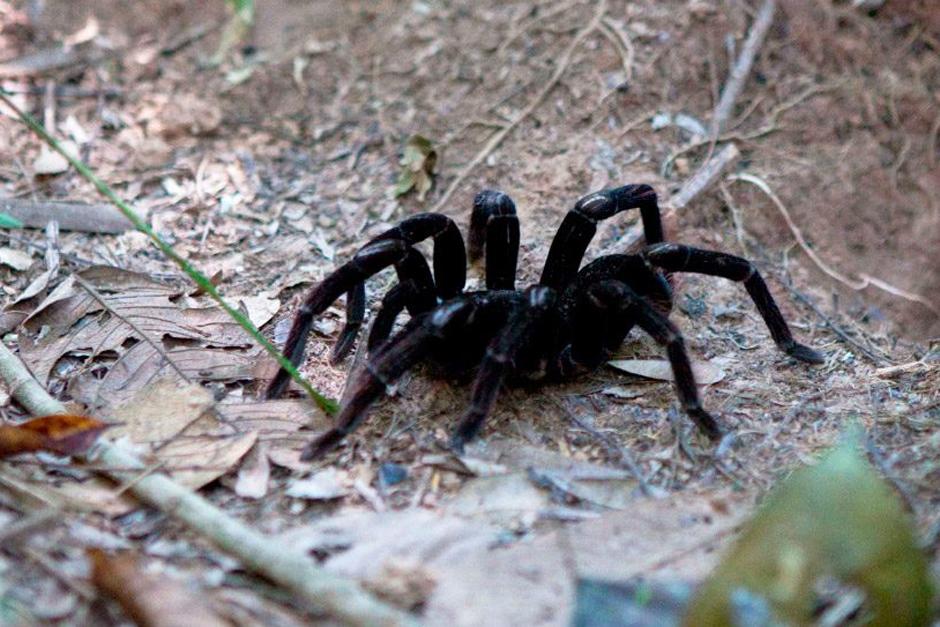 Los cient&iacute;ficos aseguran que es la primera vez que una tar&aacute;ntula es captada comiendo de esta forma. (Foto: Agencias)