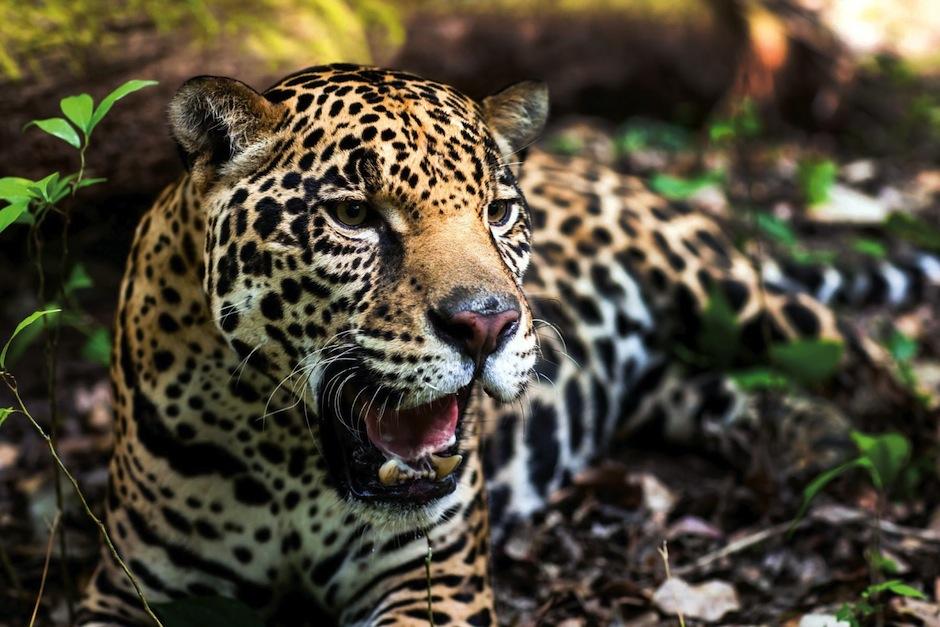 Una mujer result&oacute; herida al ser atacada por un jaguar luego de colarse en su recinto. (Foto ilustrativa: AFP)&nbsp;