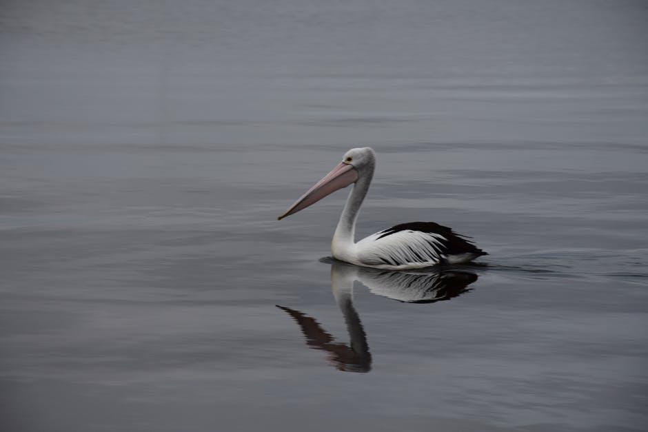 Luego de maltratarlo, el pelicano consigui&oacute; atacarlo y luego vol&oacute;. (Foto: Pexels)&nbsp;