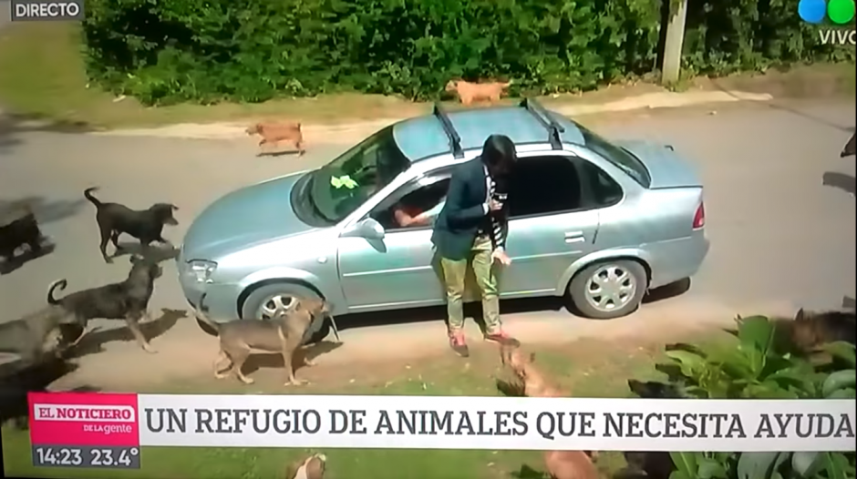 El presentador no fue del agrado para los perros que lo acorralaron. (Captura Video)