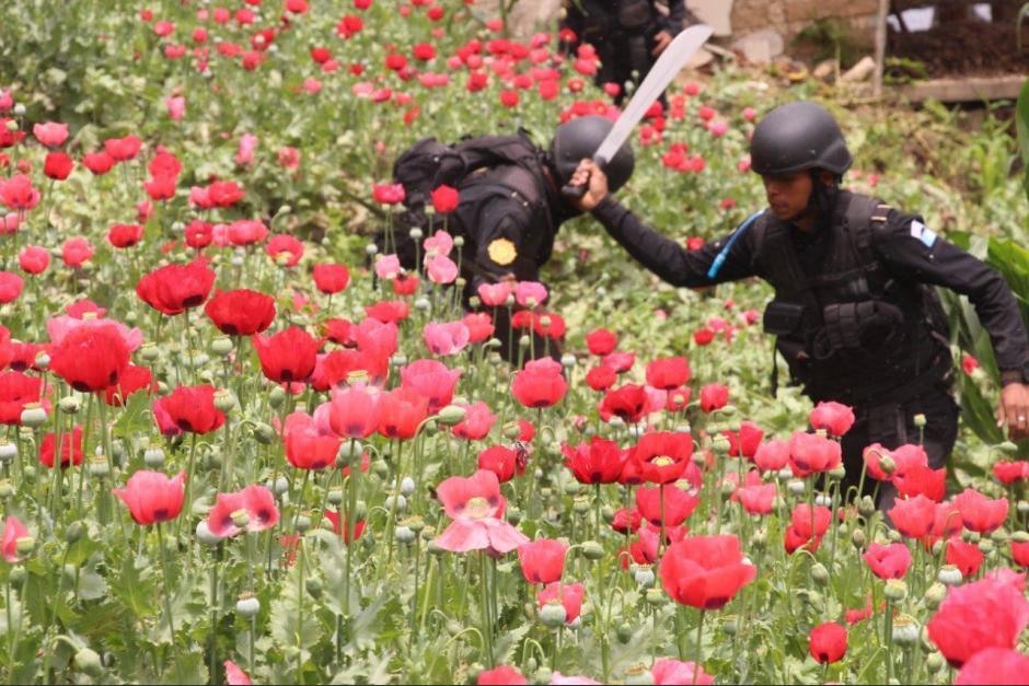 La PNC asegura haber dado duros golpes crimen organizado con la erradicación de miles de matas de amapola. (Foto: Archivo/Soy502)
