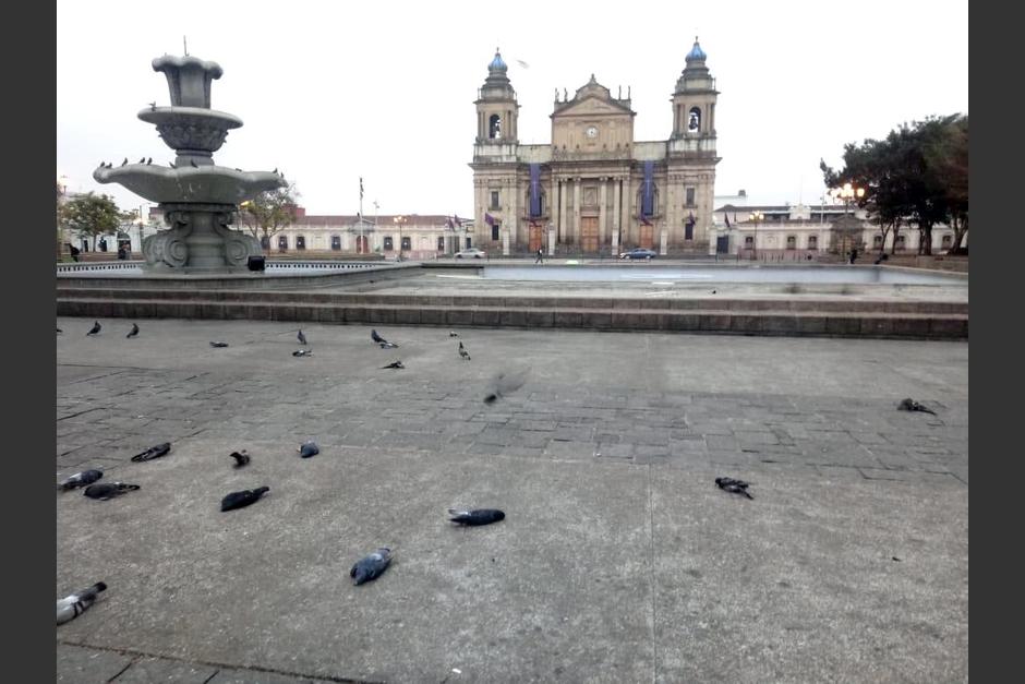 La palomas muertas quedaron tiradas en la Plaza de Constitución. (Foto: Municipalidad de Guatemala)