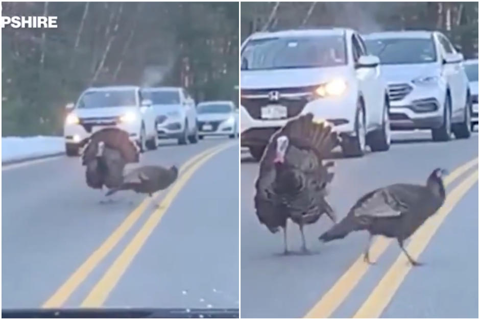 El pavo se mostró valiente para detener el tráfico y permitir el paso de sus demás compañeros. (Captura Video)