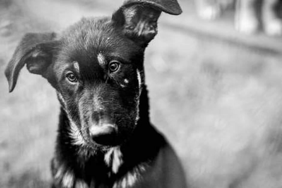 Durante este mes, han encontrado dos perros mutilados listos para la venta de su carne (Foto: istockphoto.com)
