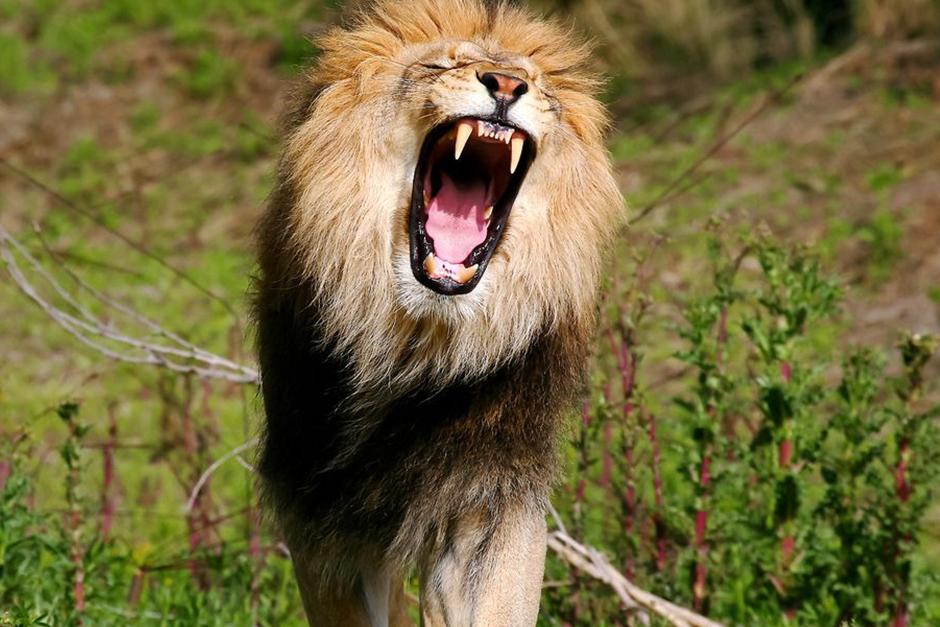 El cazador se col&oacute; sin permiso en la reserva de Ingwelala en Sud&aacute;frica (Foto: telegra.ph)